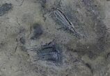 Ceraurus Trilobite & Crinoid Plate - Walcott-Rust Quarry, NY #68378-2